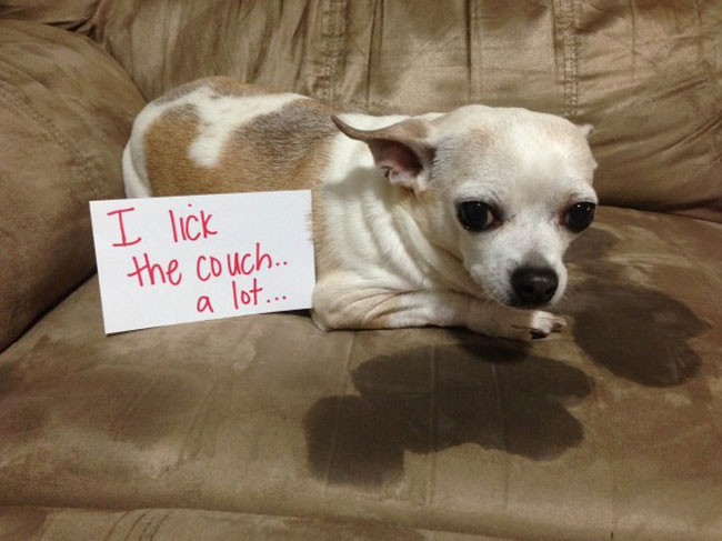 dog friendly couch licker